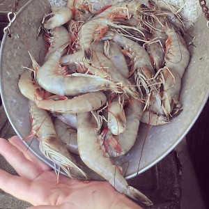 westwego-shrimp